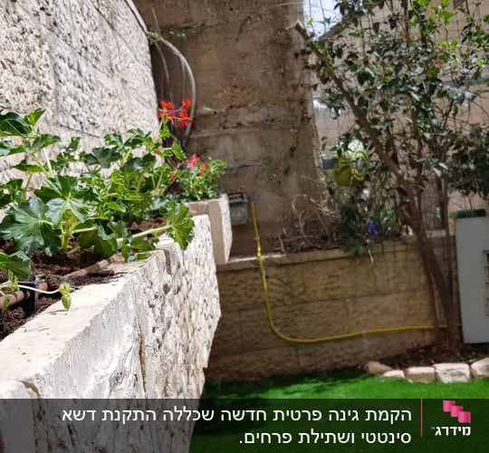 עציצים עם צמחים ירוקים ופרחים אדומים על קיר אבן